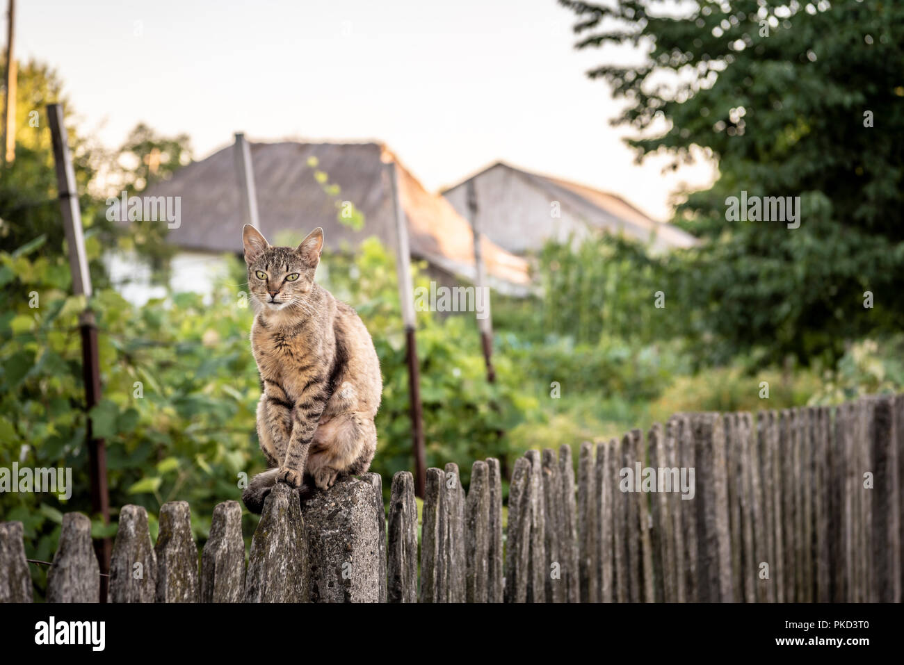 https://c8.alamy.com/comp/PKD3T0/adult-cat-sits-on-a-weathered-wooden-fence-in-a-countryside-scenery-PKD3T0.jpg