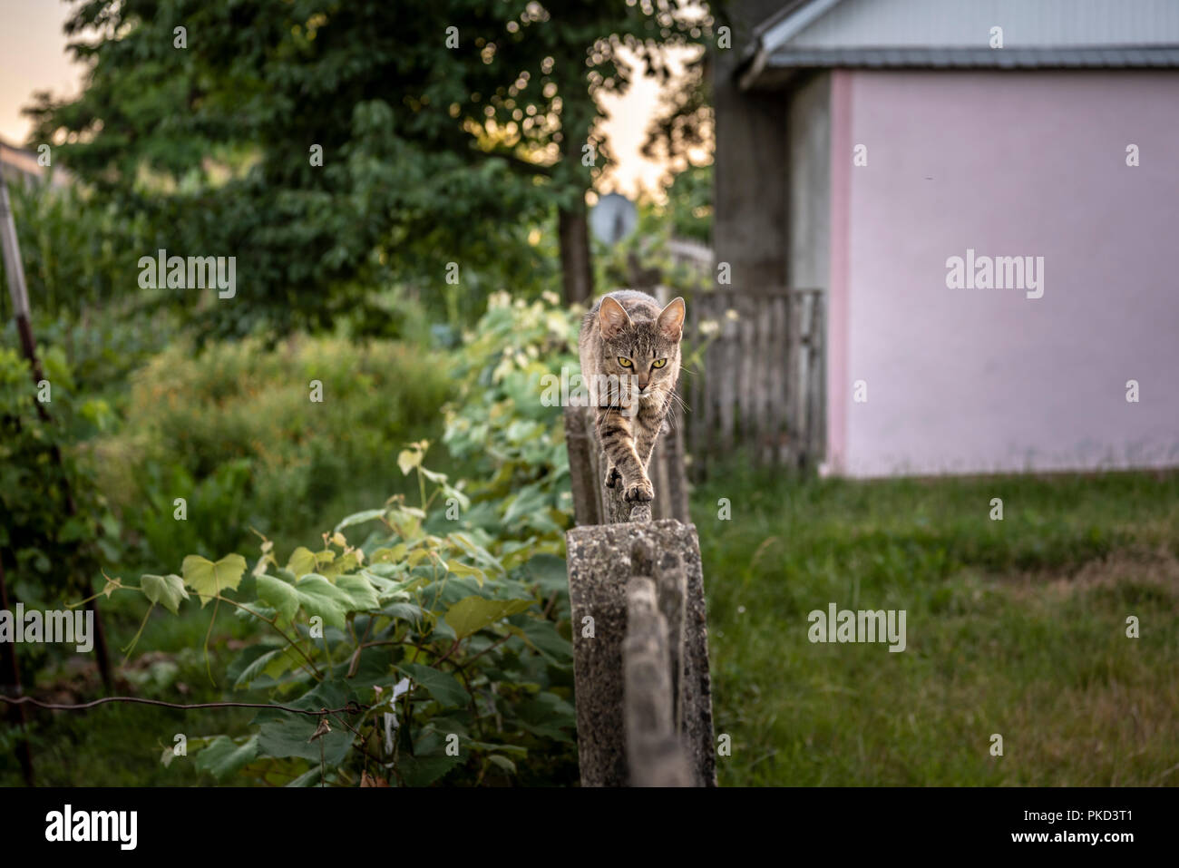 Farm cat walking carefully on a narrow wooden fence Stock Photo - Alamy
