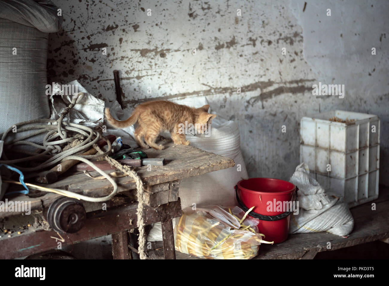 Interior  of a rural storage room with a kitten on a table, from a house in a romanian village Stock Photo