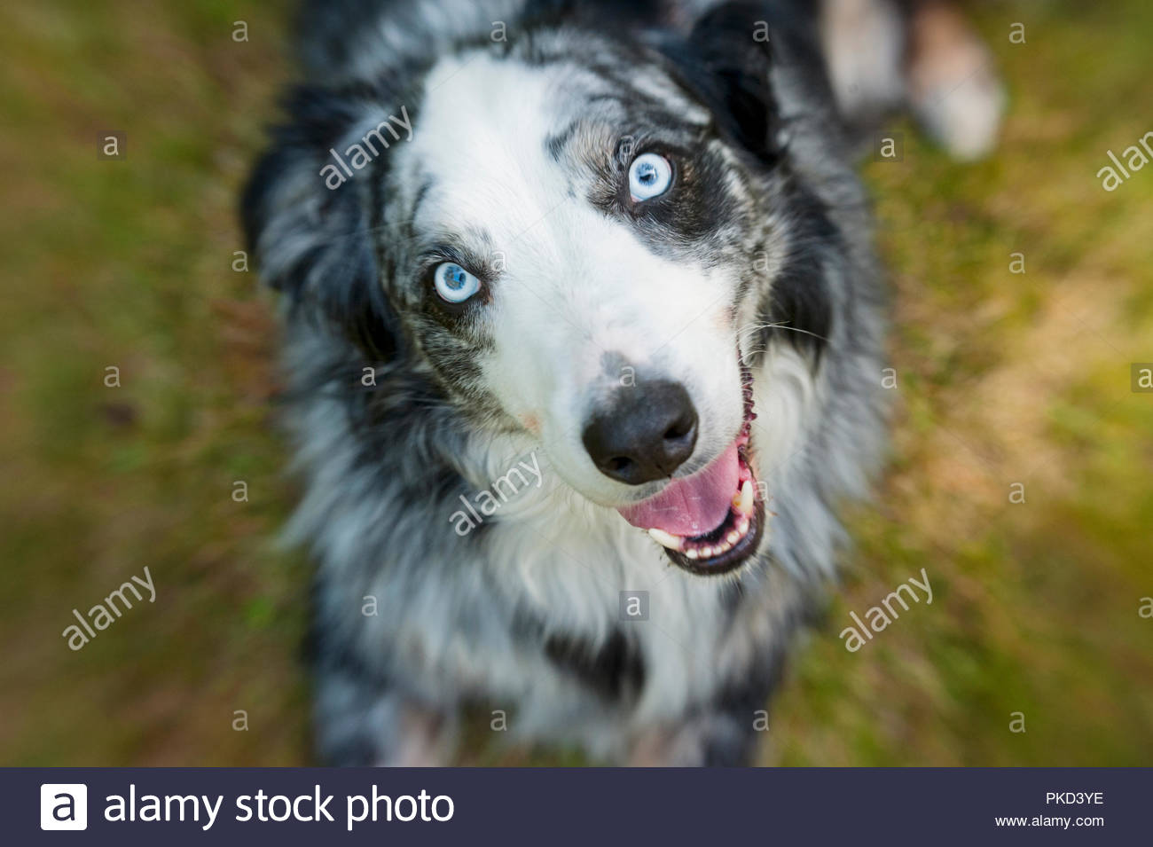 blue eyed australian shepherd looking up at camera Stock Photo - Alamy