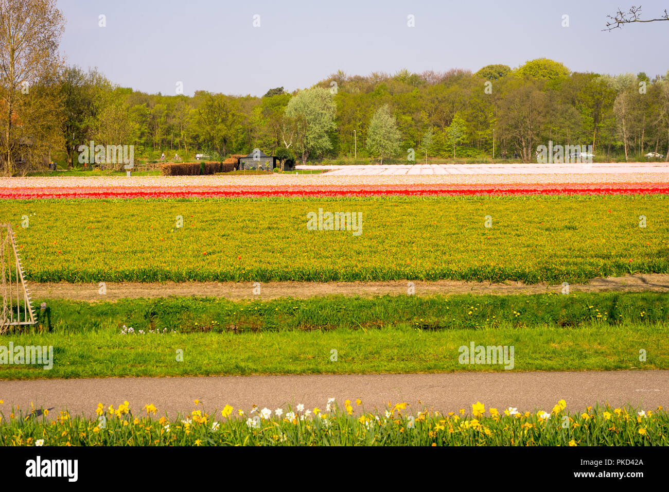 Netherlands,Lisse,Europe, a plane sitting on top of a grass covered field Stock Photo