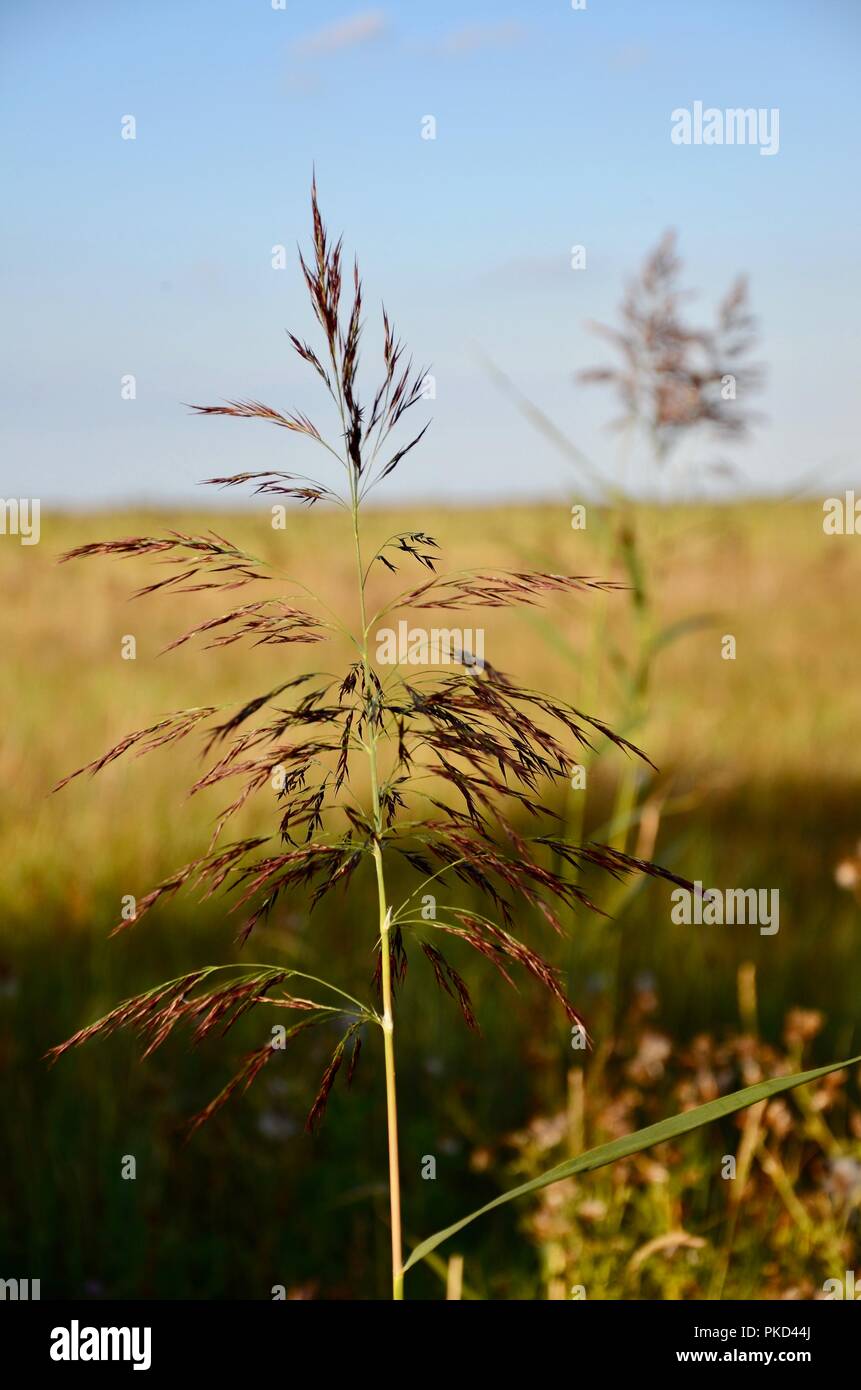Phragmites australis (common reed) on saltmarsh, Rimac Nature Reserve, Lincolnshire, UK. Stock Photo
