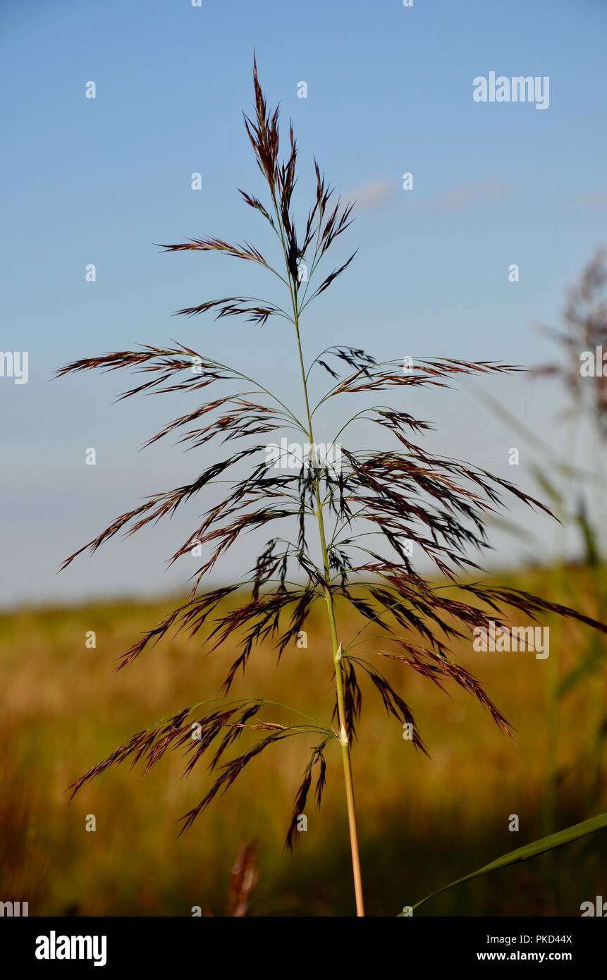 Phragmites australis (common reed) on saltmarsh, Rimac Nature Reserve, Lincolnshire, UK. Stock Photo