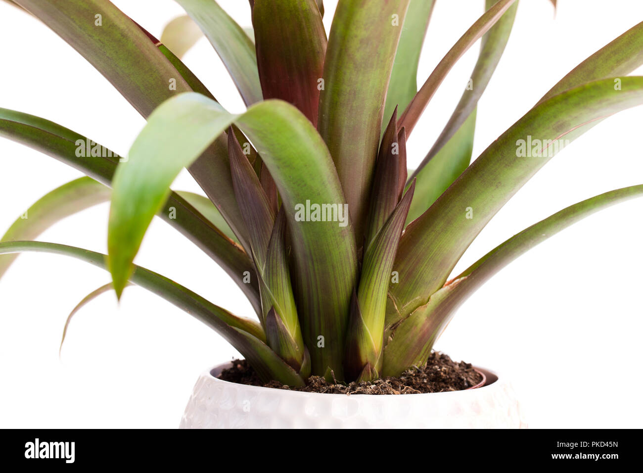 Old guzmania  plant with new sprouts isolated on white Stock Photo