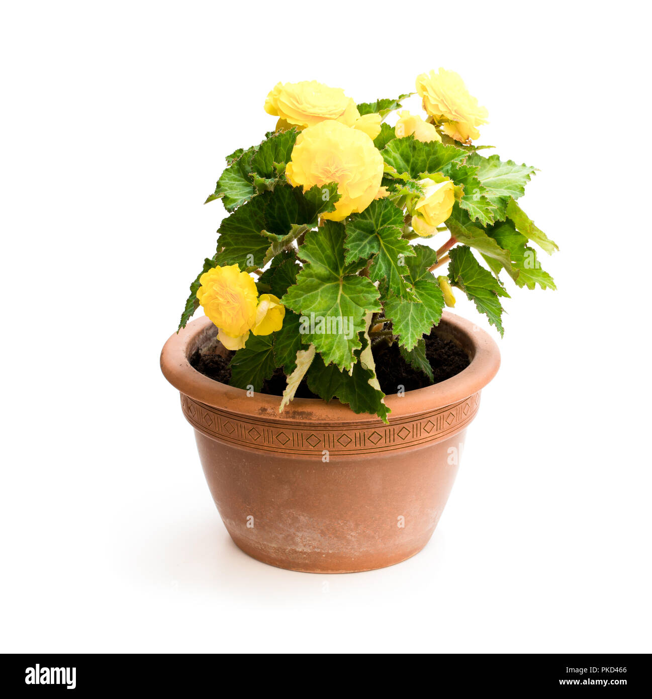 Yellow  Begonia plant in the flowerpot isolated on white Stock Photo