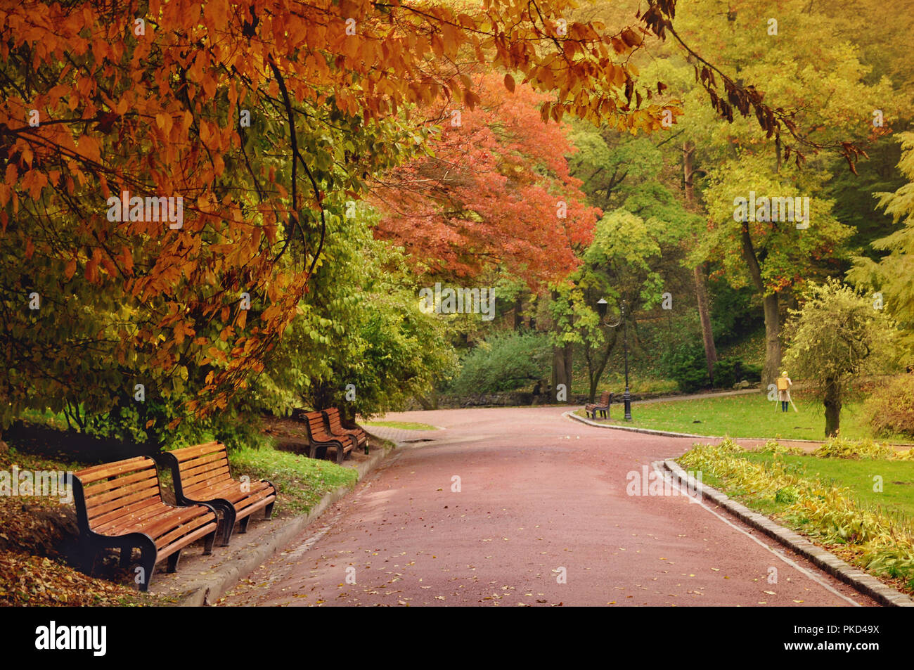View of road under tree canopy hi-res stock photography and images - Alamy
