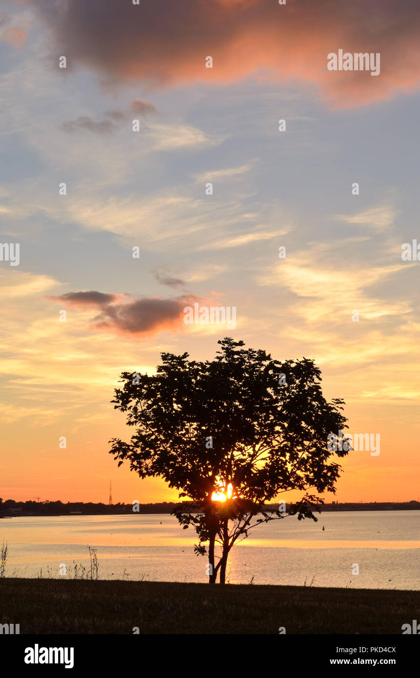 Tree Against Sunlight Seascape sun tree hi-res stock photography and images - Alamy