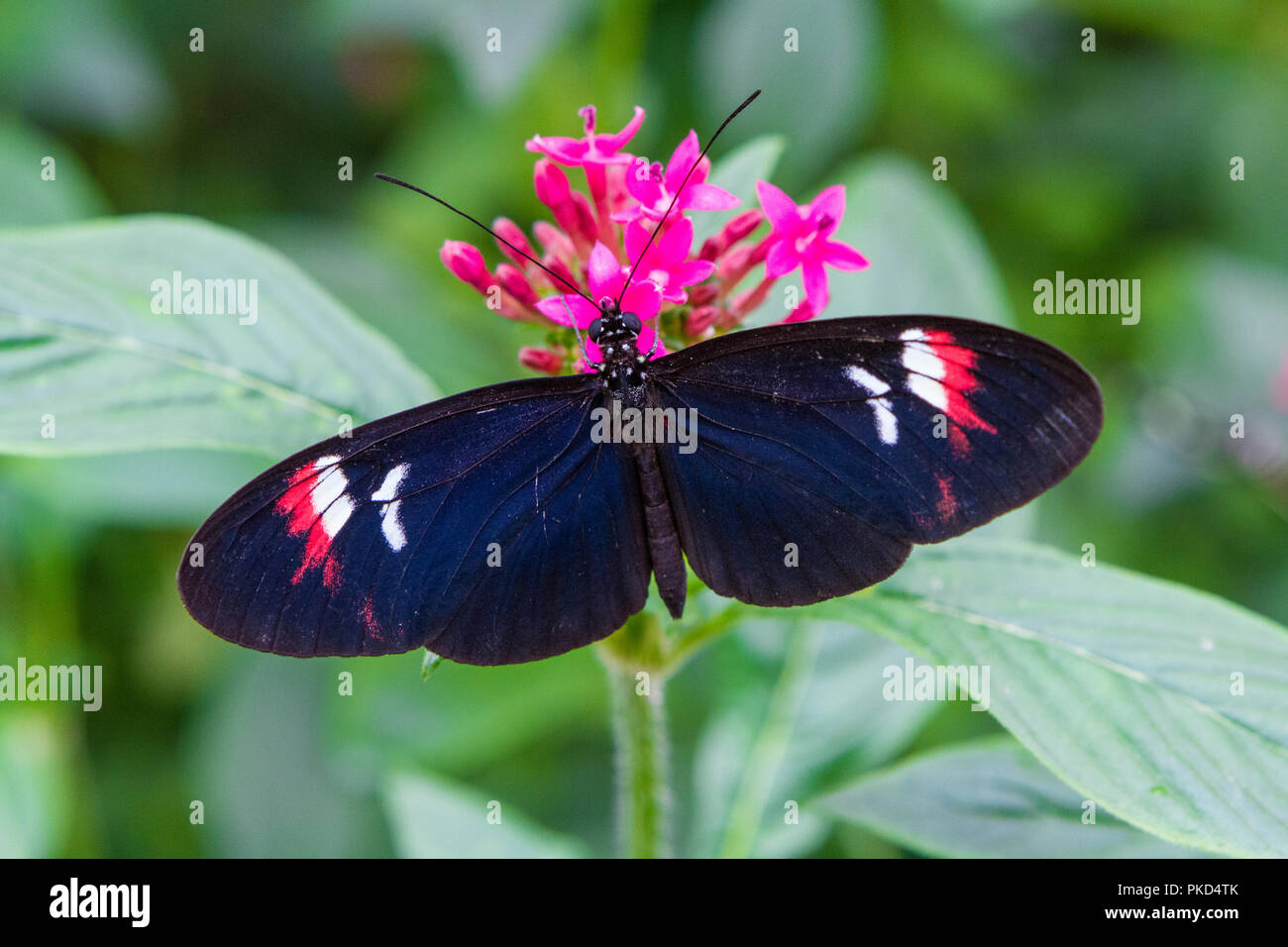 Close-up of a beautiful Postman a tropical butterfly with a warm soft-focus color background september 10, 2018 Stock Photo