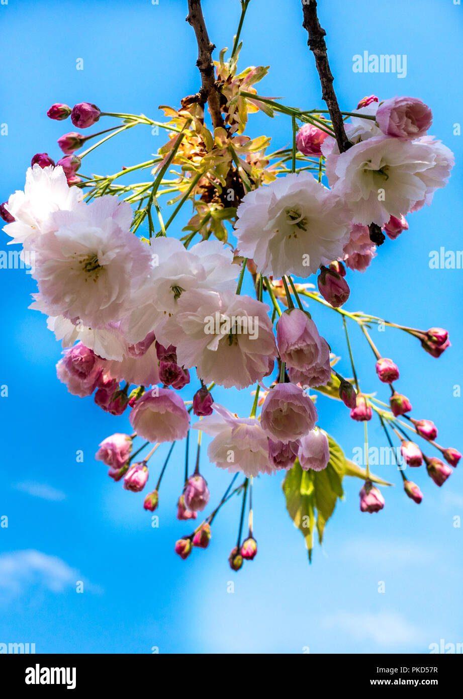 Netherlands,Lisse,Europe, a group of colorful flowers Stock Photo