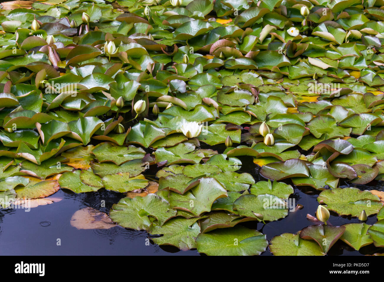 Water lillies, (Nymphaeaceae) and lilypads floating on a pond Stock Photo