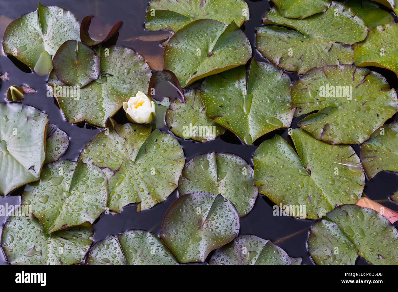 Water lily, (Nymphaeaceae) and lilypads floating on a pond Stock Photo
