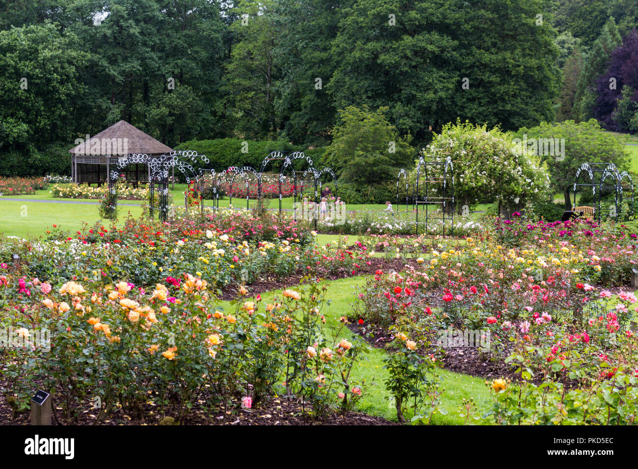 Flower beds and trellis. Taken during Rose Week at Sir Thomas and Lady Dixon Park, South Belfast, N.Ireland. Stock Photo