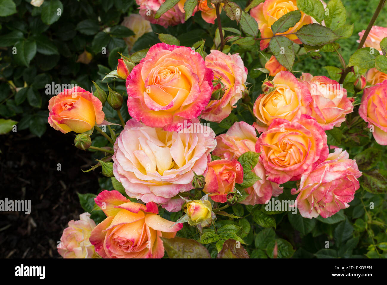 Red and yellow roses. Taken during Rose Week at Sir Thomas and Lady Dixon Park, South Belfast, N.Ireland. Stock Photo