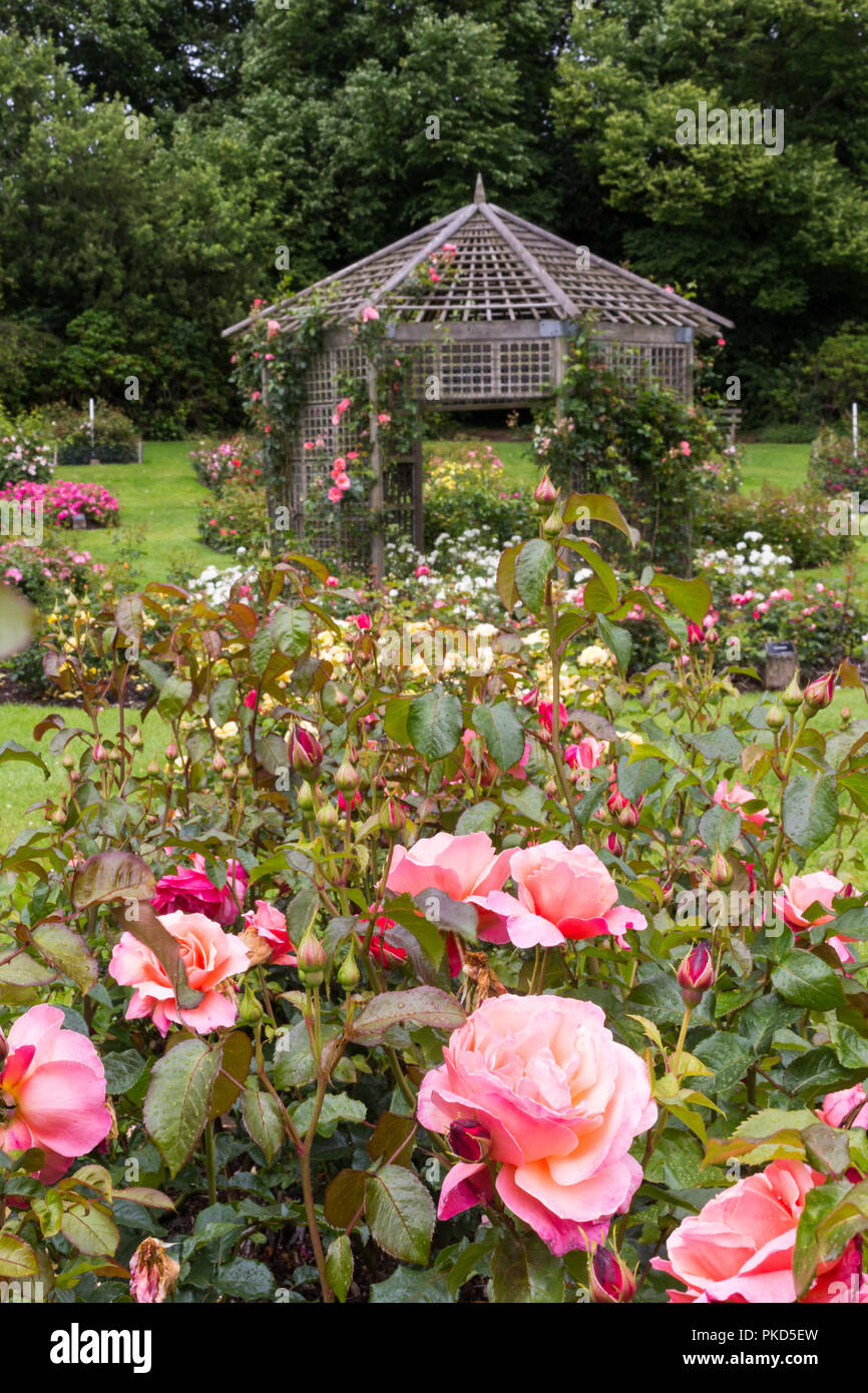 Colourful bed of roses with trellis in background. Taken during Rose Week at Sir Thomas and Lady Dixon Park, South Belfast, N.Ireland. Stock Photo