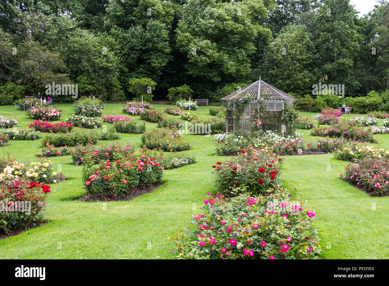 Numerous flower beds. Taken during Rose Week at Sir Thomas and Lady Dixon Park, South Belfast, N.Ireland. Stock Photo