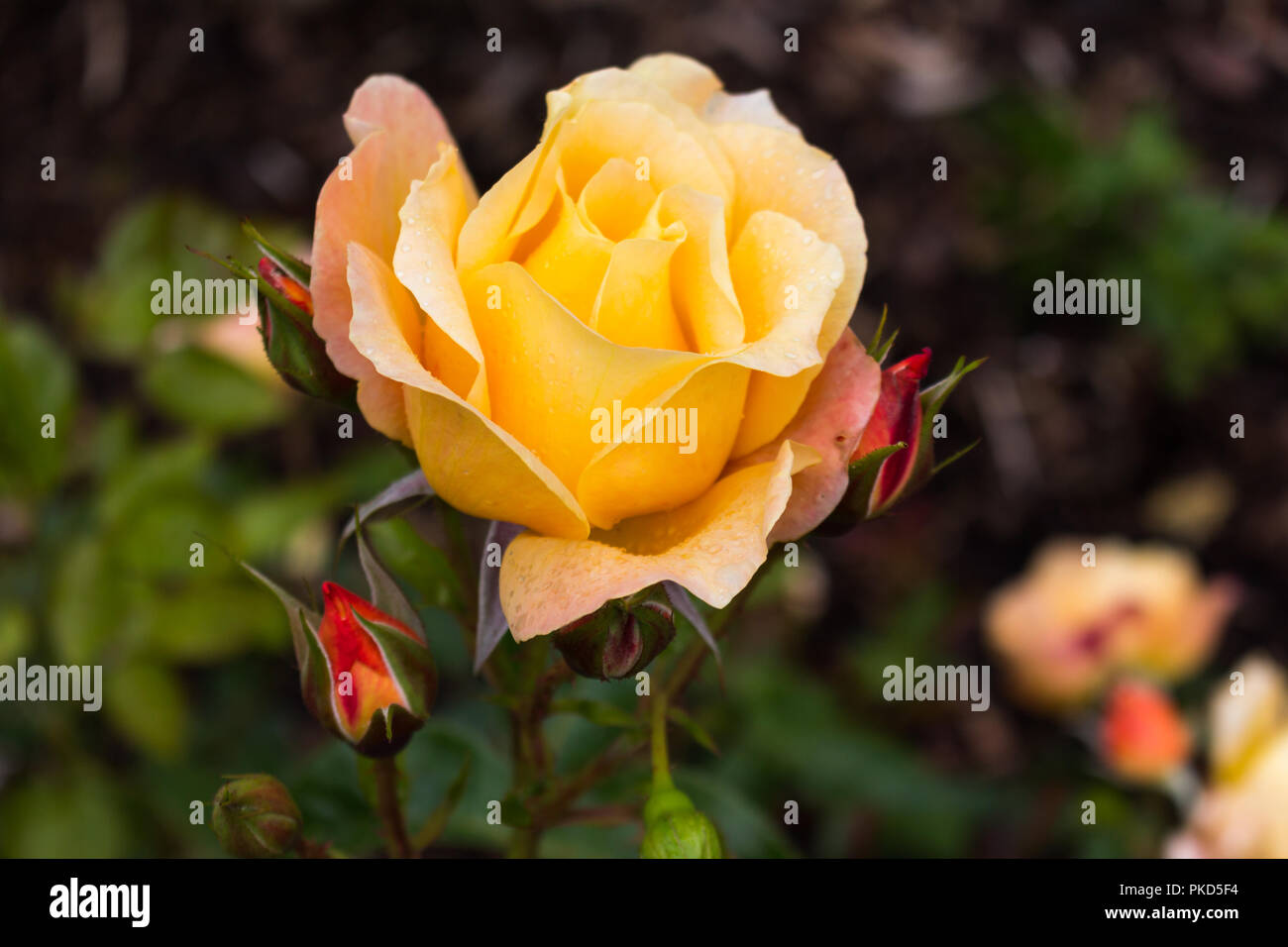 Yellow roses n garden hi-res stock photography and images - Alamy