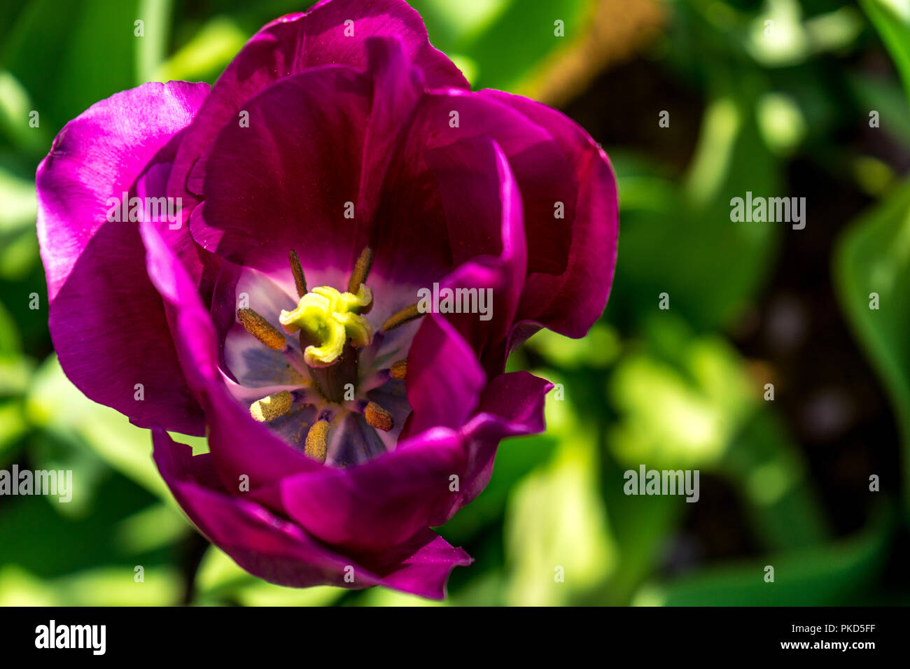 Netherlands,Lisse,Europe, CLOSE-UP OF PURPLE FLOWERING PLANT Stock Photo