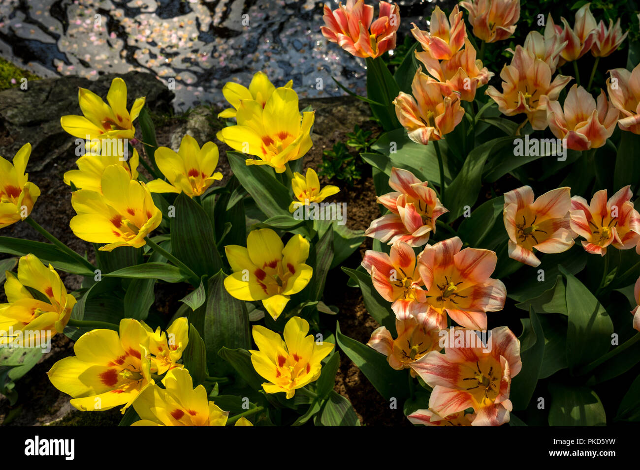 Netherlands,Lisse,Europe, HIGH ANGLE VIEW OF YELLOW FLOWERING PLANTS Stock Photo