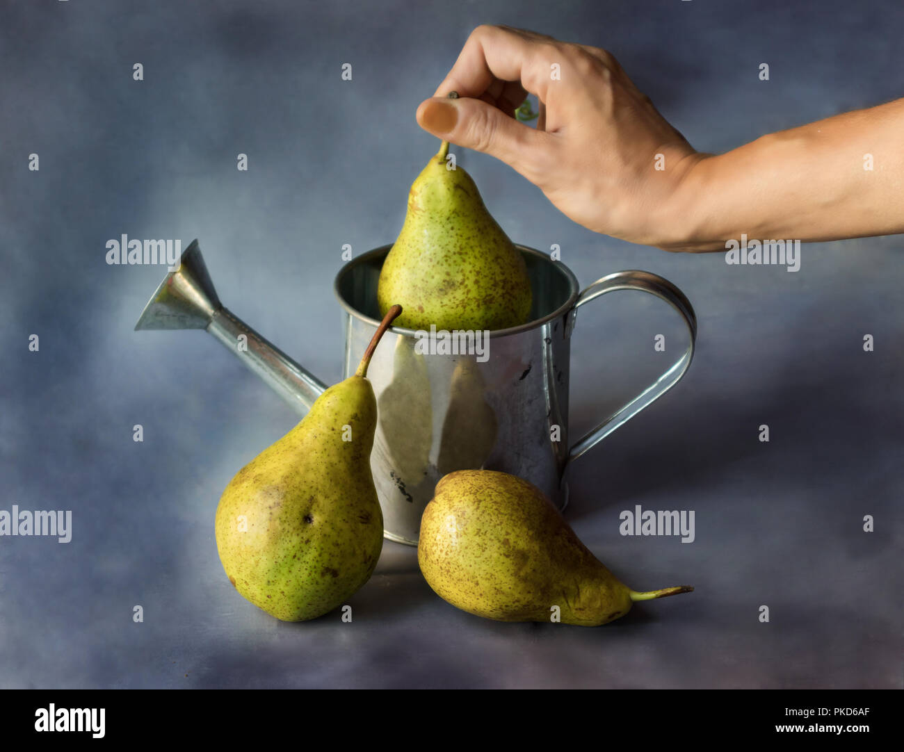Still life of water pears on a dark background. Hand picking green pear from water Stock Photo