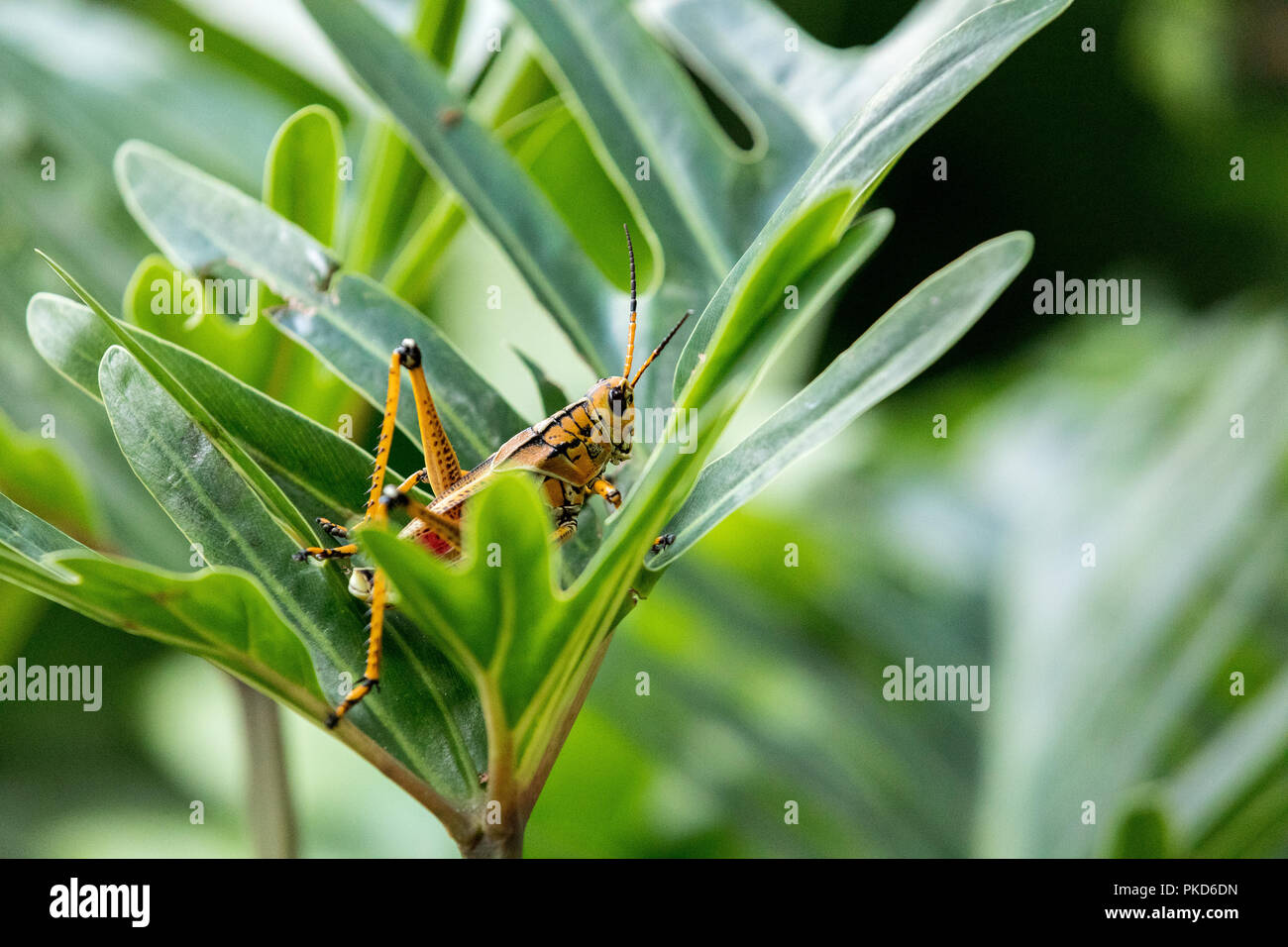 Orange. yellow and red Eastern lubber grasshopper Romalea microptera ...