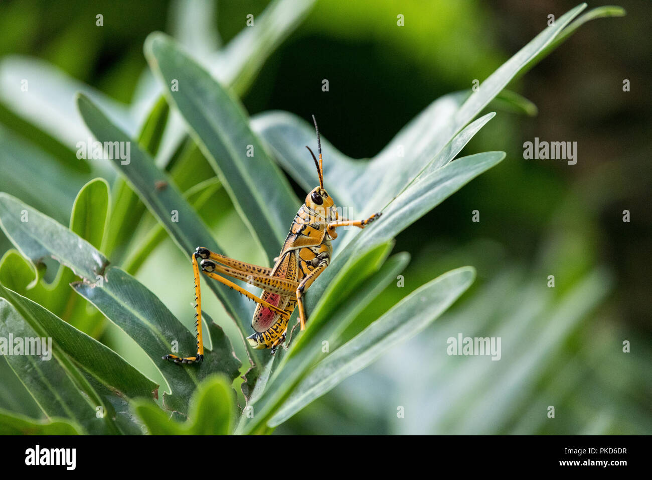 Orange. yellow and red Eastern lubber grasshopper Romalea microptera ...