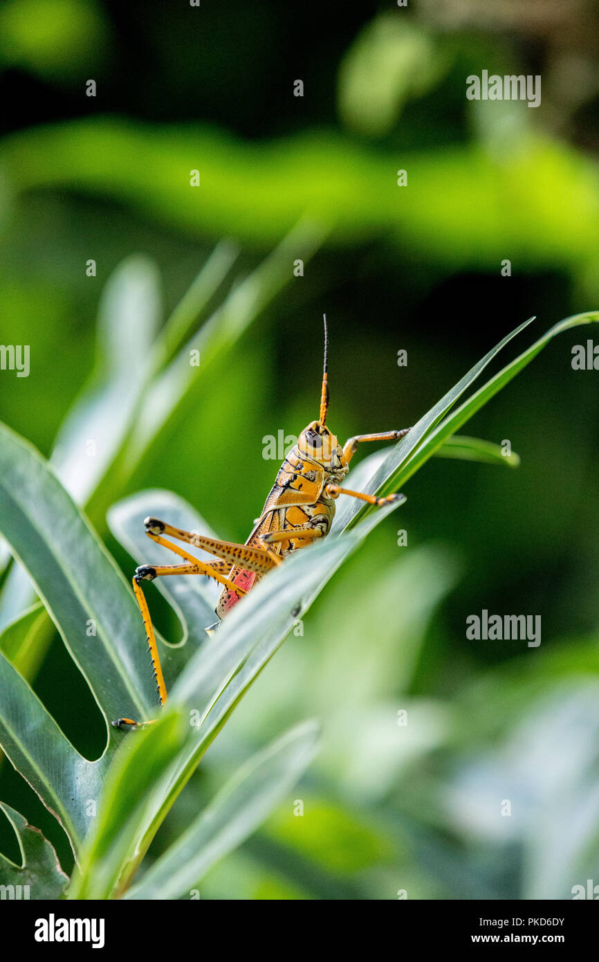 Orange. yellow and red Eastern lubber grasshopper Romalea microptera ...
