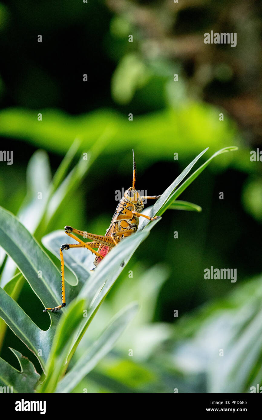 Orange. yellow and red Eastern lubber grasshopper Romalea microptera ...