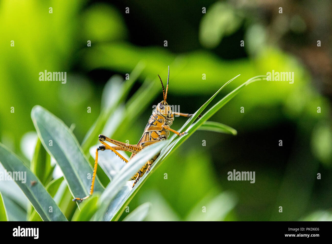 Orange. yellow and red Eastern lubber grasshopper Romalea microptera ...