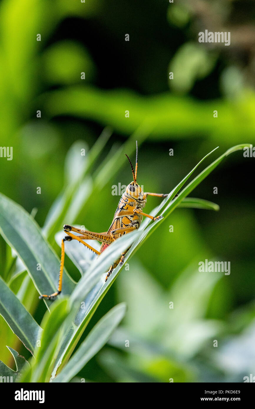 Orange. yellow and red Eastern lubber grasshopper Romalea microptera ...