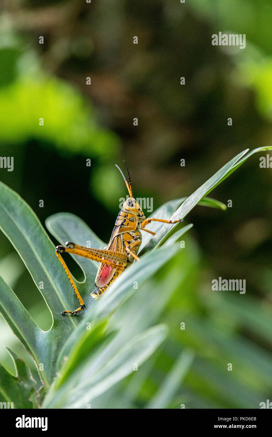 Orange. yellow and red Eastern lubber grasshopper Romalea microptera ...