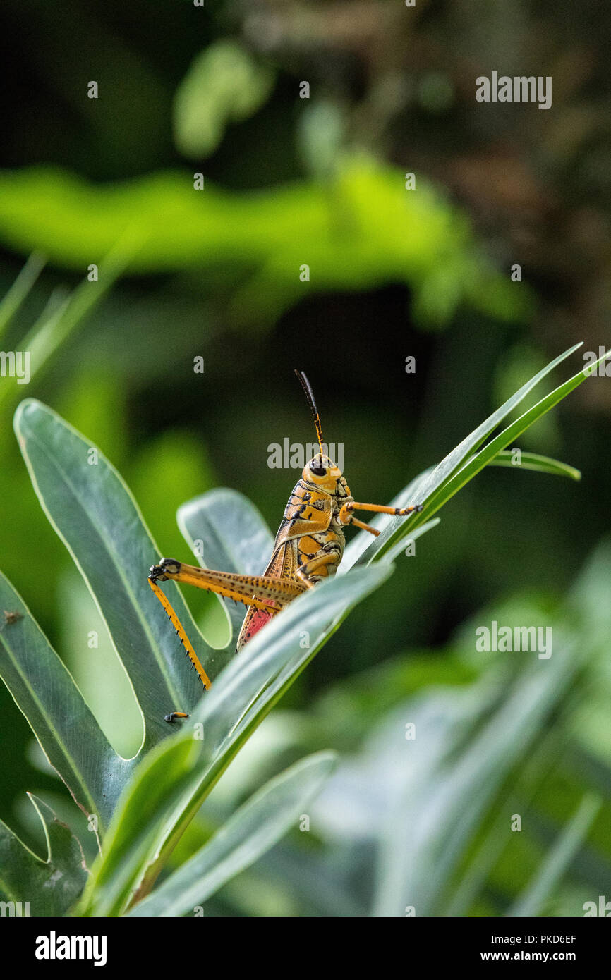 Orange. yellow and red Eastern lubber grasshopper Romalea microptera ...