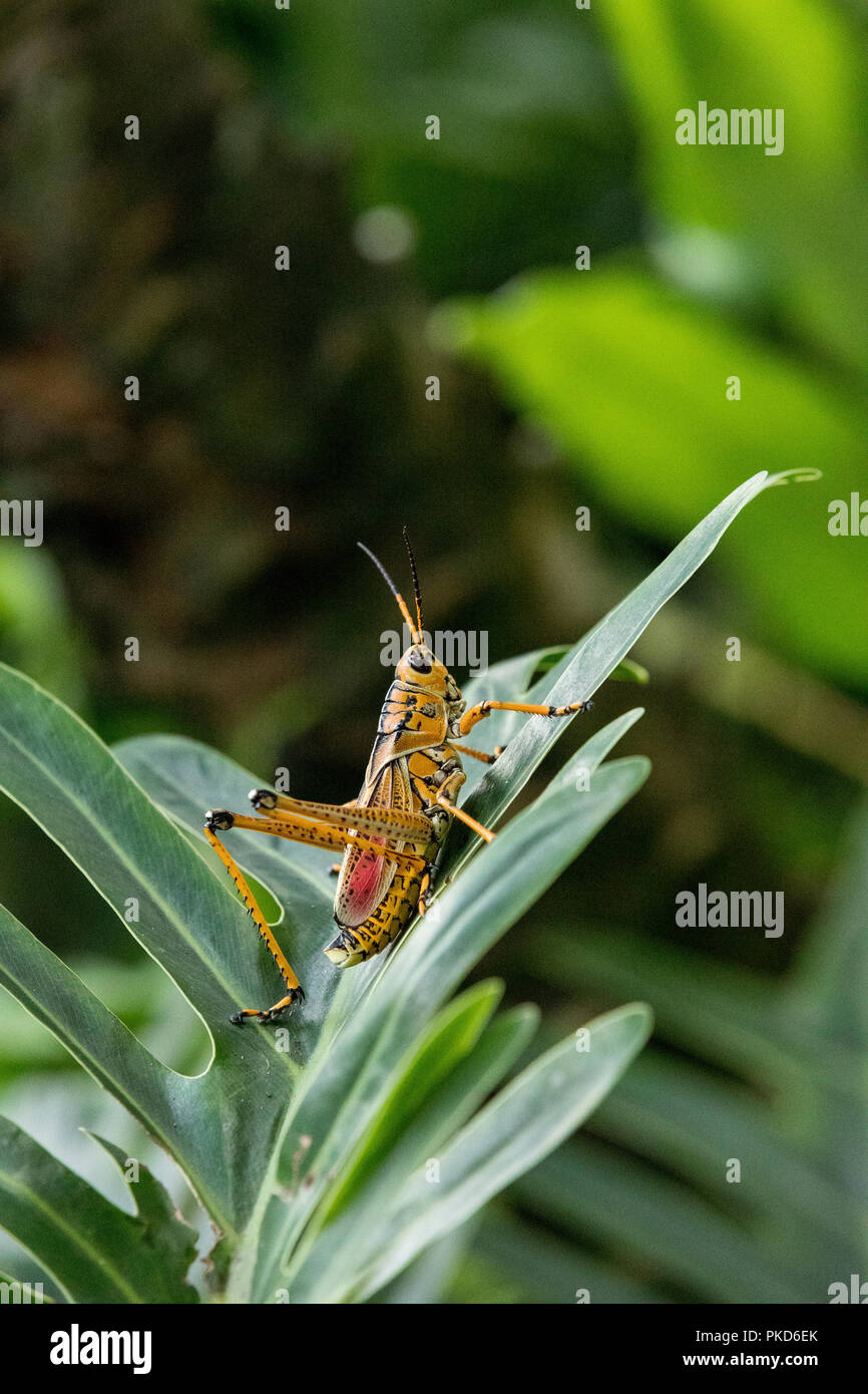Orange. yellow and red Eastern lubber grasshopper Romalea microptera ...