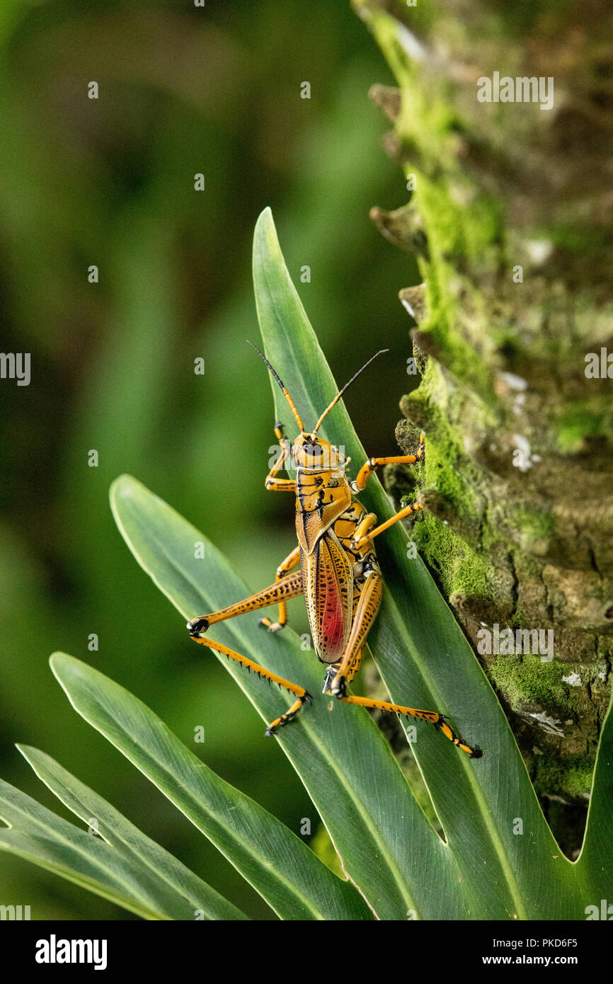 Orange. yellow and red Eastern lubber grasshopper Romalea microptera ...