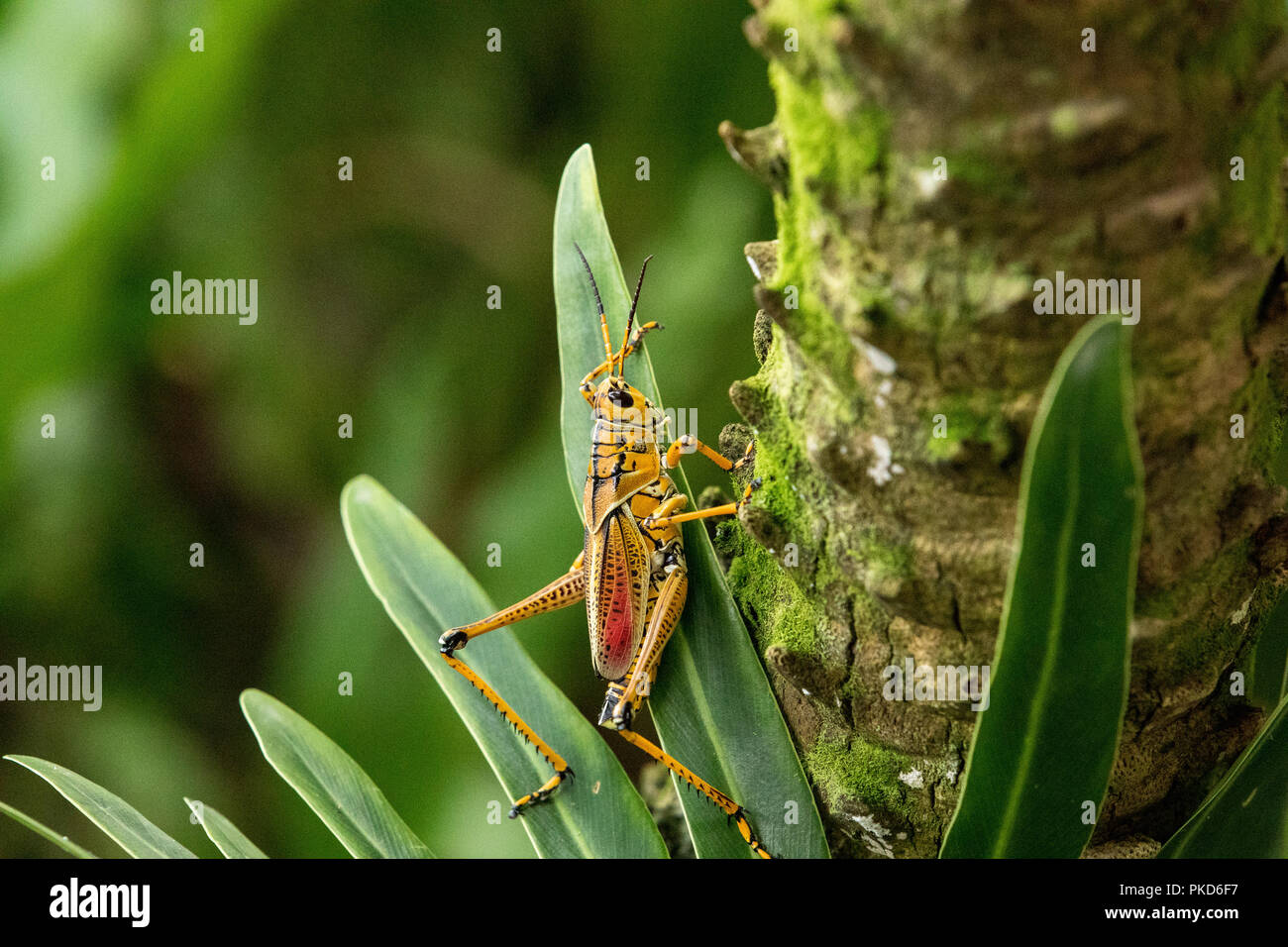 Orange. yellow and red Eastern lubber grasshopper Romalea microptera ...