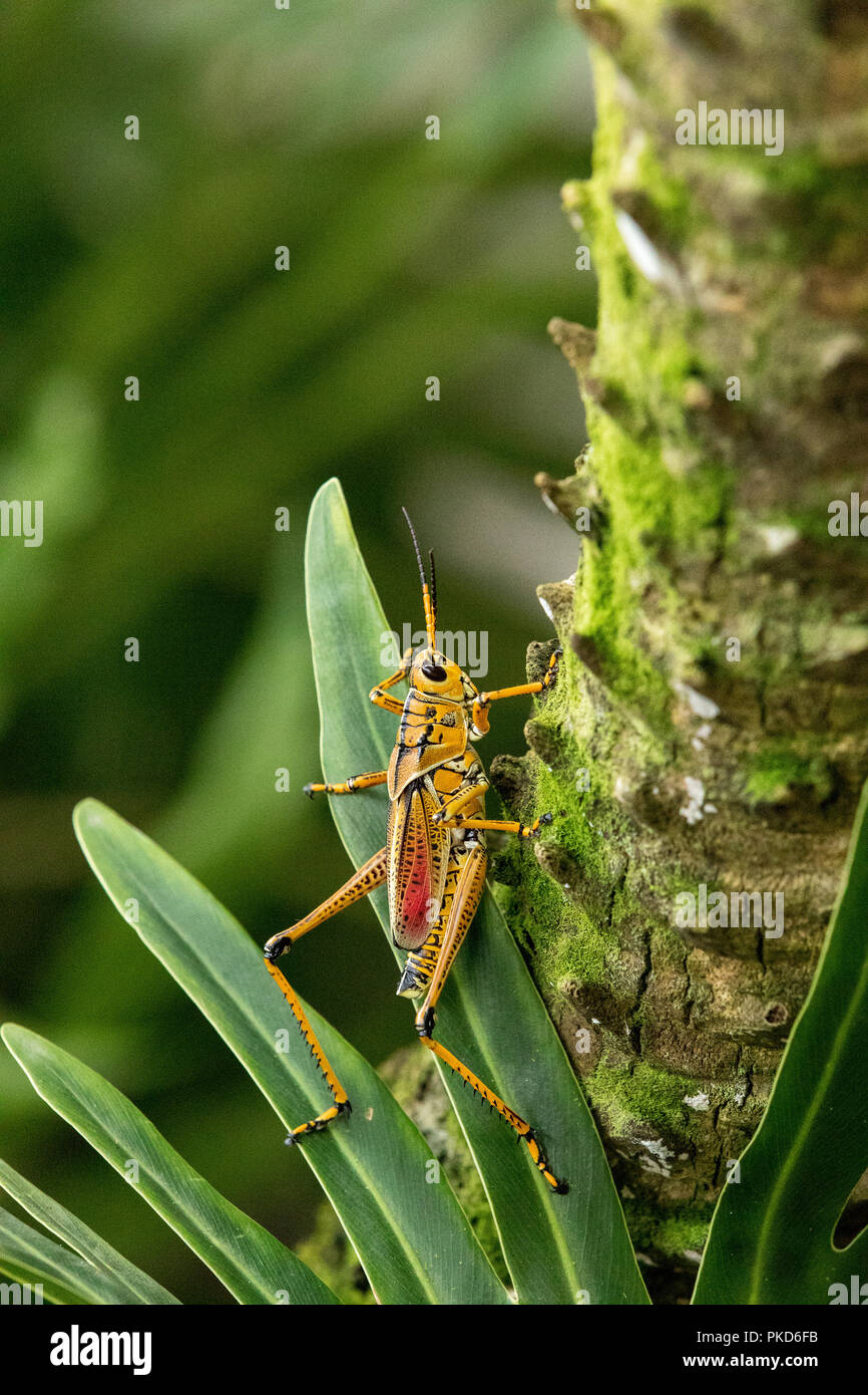 Orange. yellow and red Eastern lubber grasshopper Romalea microptera ...