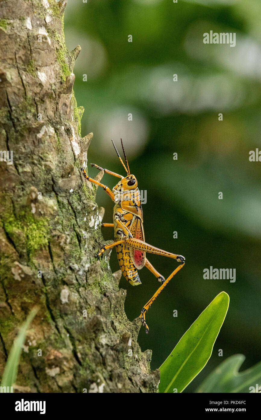 Orange. yellow and red Eastern lubber grasshopper Romalea microptera ...