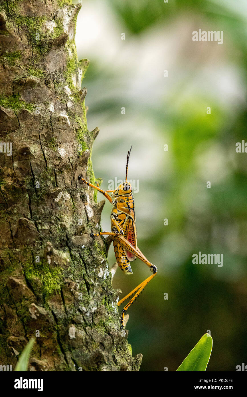 Orange. yellow and red Eastern lubber grasshopper Romalea microptera ...