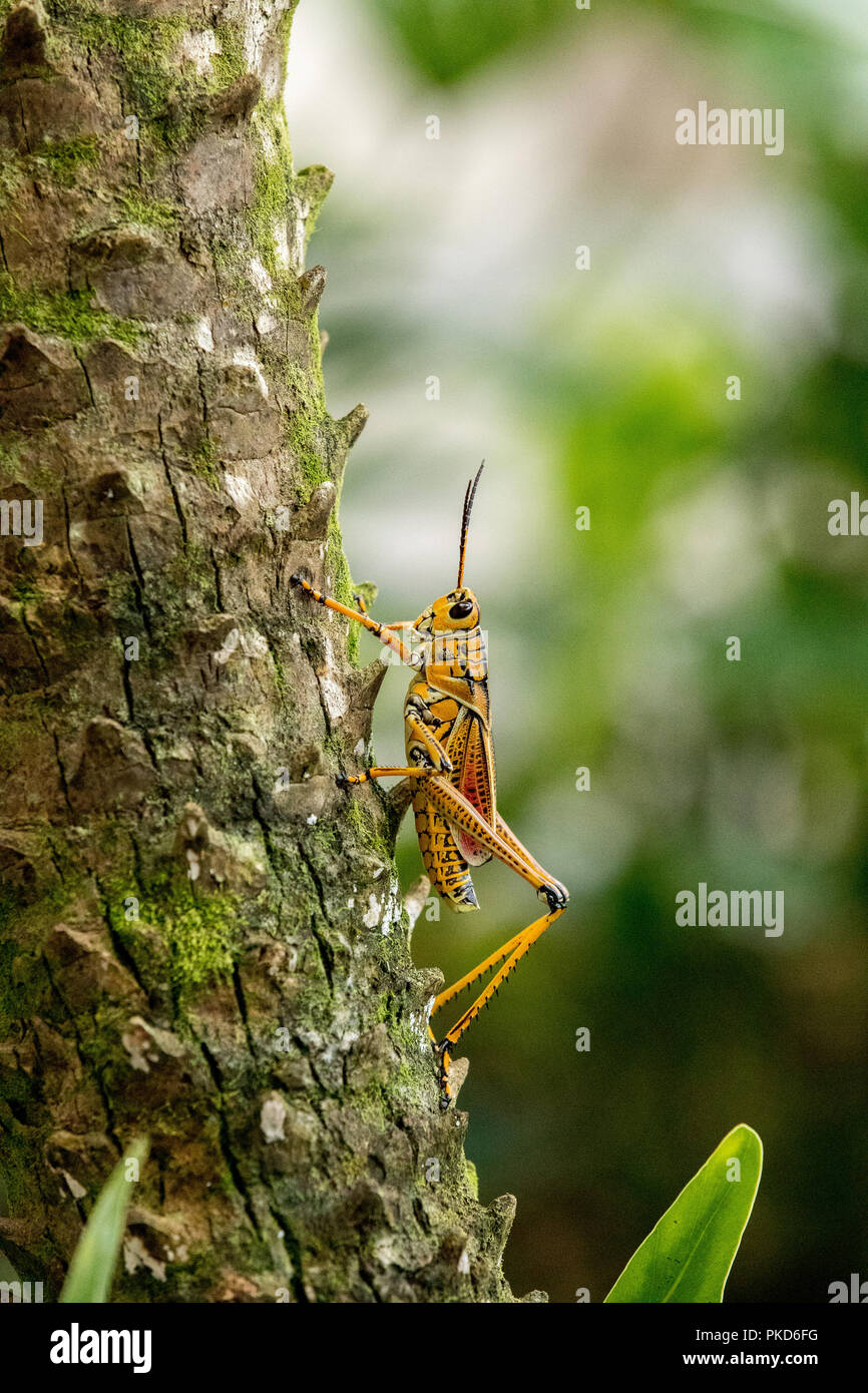 Orange. yellow and red Eastern lubber grasshopper Romalea microptera ...