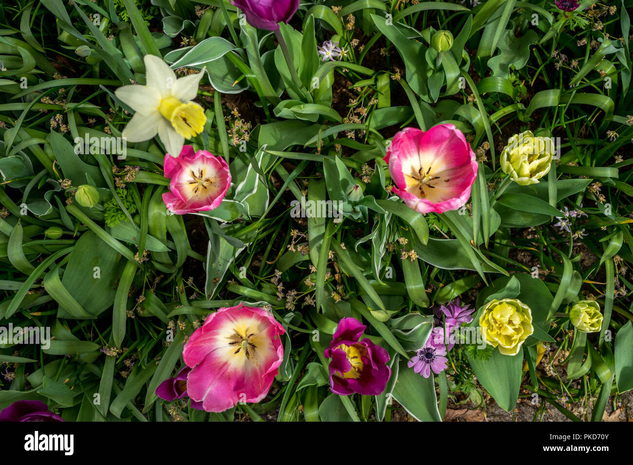 Netherlands,Lisse,Europe, a close up of a flower Stock Photo - Alamy
