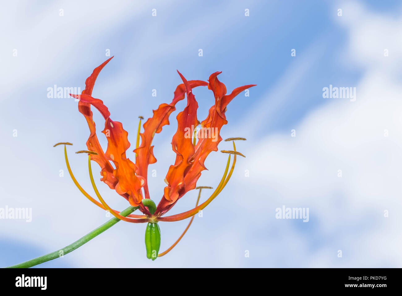Abstract soft focus colorful of Climbing Lily,Superb Lily,Gloriosa superba flower ( Colchicaceae ) with beautiful  sky cloud,the wild flower in Thaila Stock Photo
