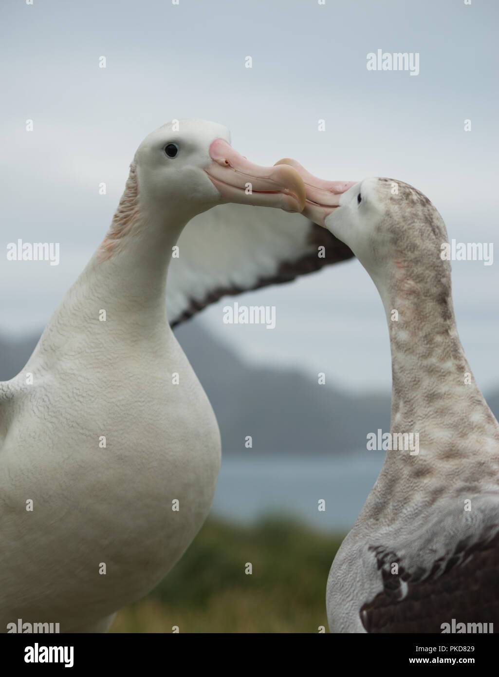 A pair of Wandering Albatrosses (Diomedia exulans) courting on Bird Island, South Georgia, sub-Antarctic Stock Photo