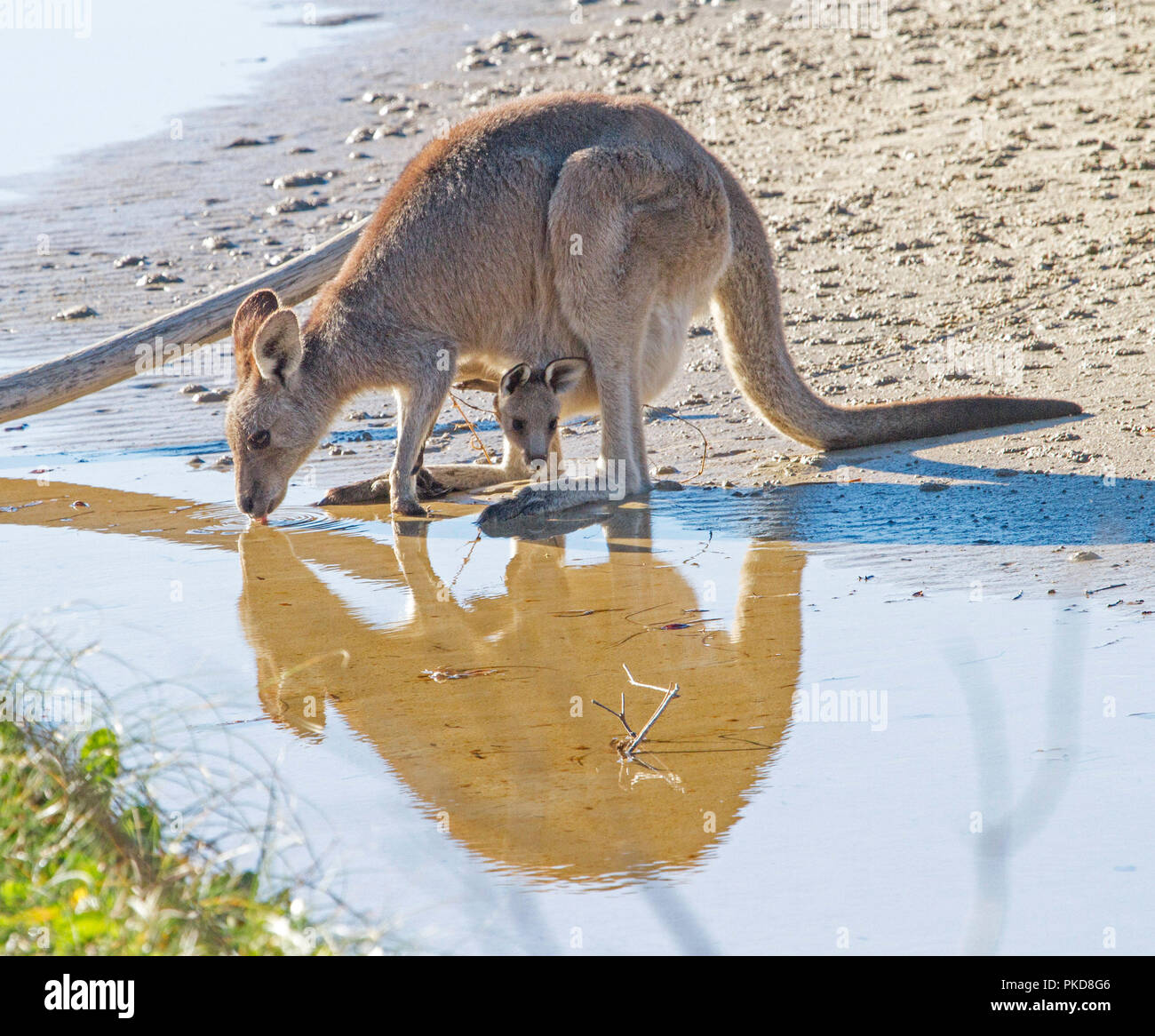 Female eastern grey kangaroo drinking from & reflected in coastal stream with joey leaning out of pouch - in the wild in tNSW Australia Stock Photo