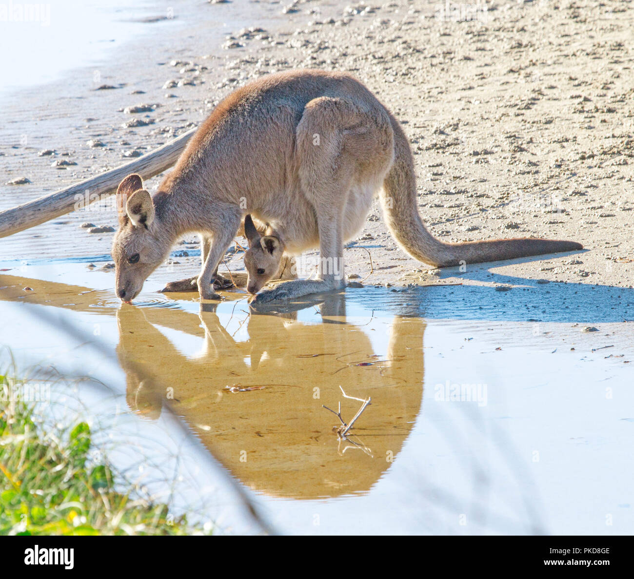 Female eastern grey kangaroo drinking from & reflected in coastal stream with joey leaning out of pouch to drink too - in the wild in tNSW Australia Stock Photo