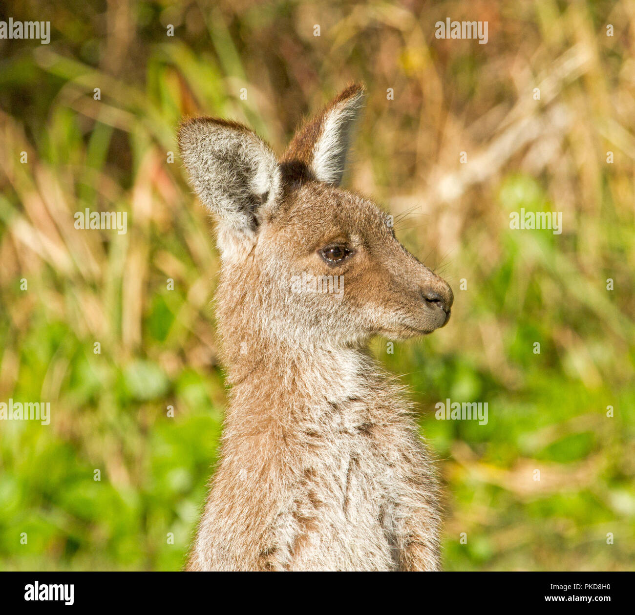 Close-up of face of young eastern grey kangaroo against background of green foliage at Crowdy Bay National Park NSW Stock Photo