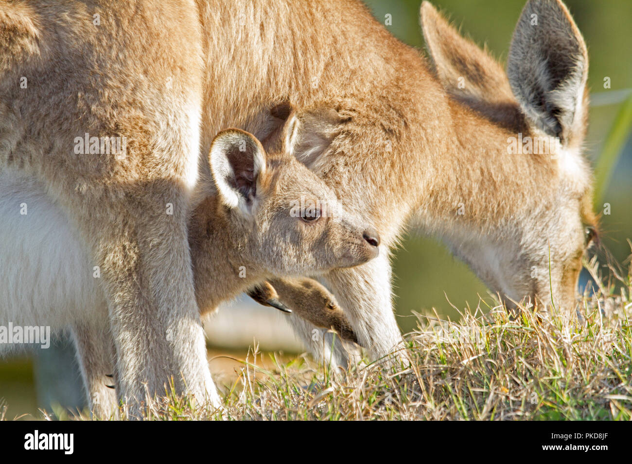 Baby joey eastern grey kangaroo, Macropus giganteus, peering out of pouch between its moher's legs in the wild in NSW Australia Stock Photo