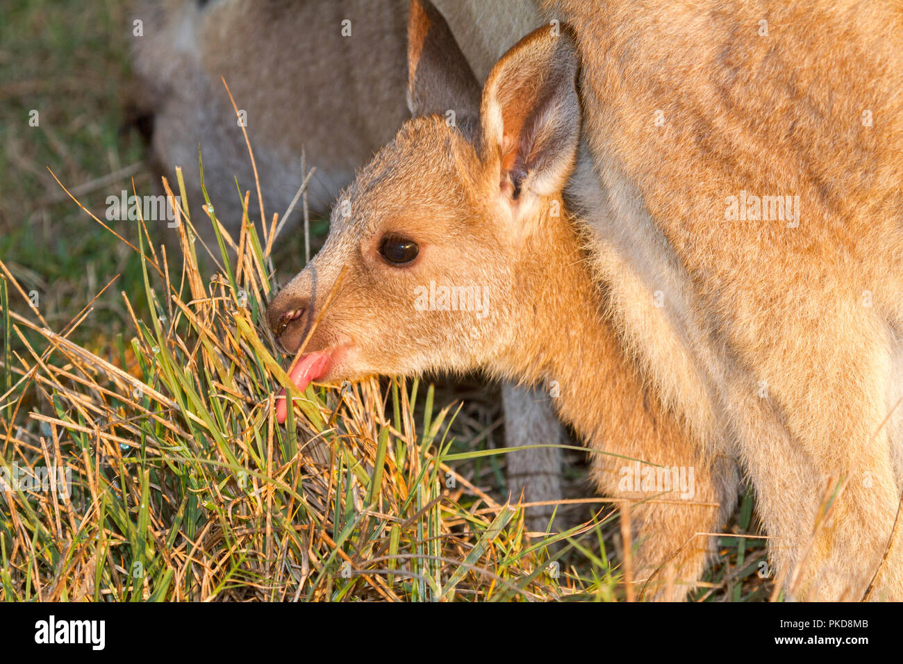 Baby joey eastern grey kangaroo, Macropus giganteus, leaning out of pouch between its moher's legs with tongue licking grass in NSW Australia Stock Photo