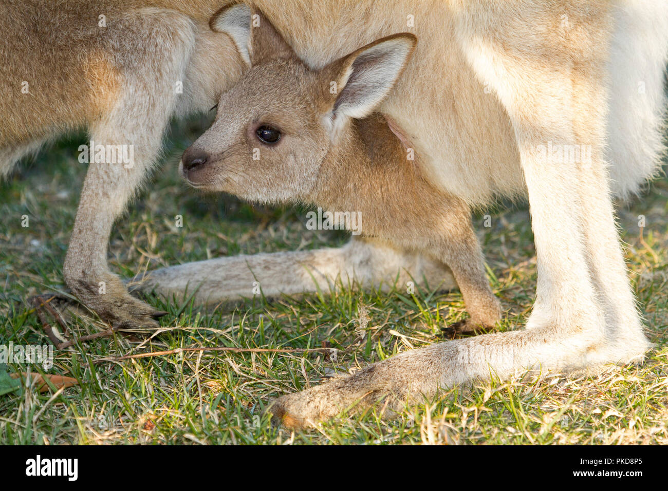 Baby joey eastern grey kangaroo, Macropus giganteus, peering out of pouch between its moher's legs in the wild in NSW Australia Stock Photo