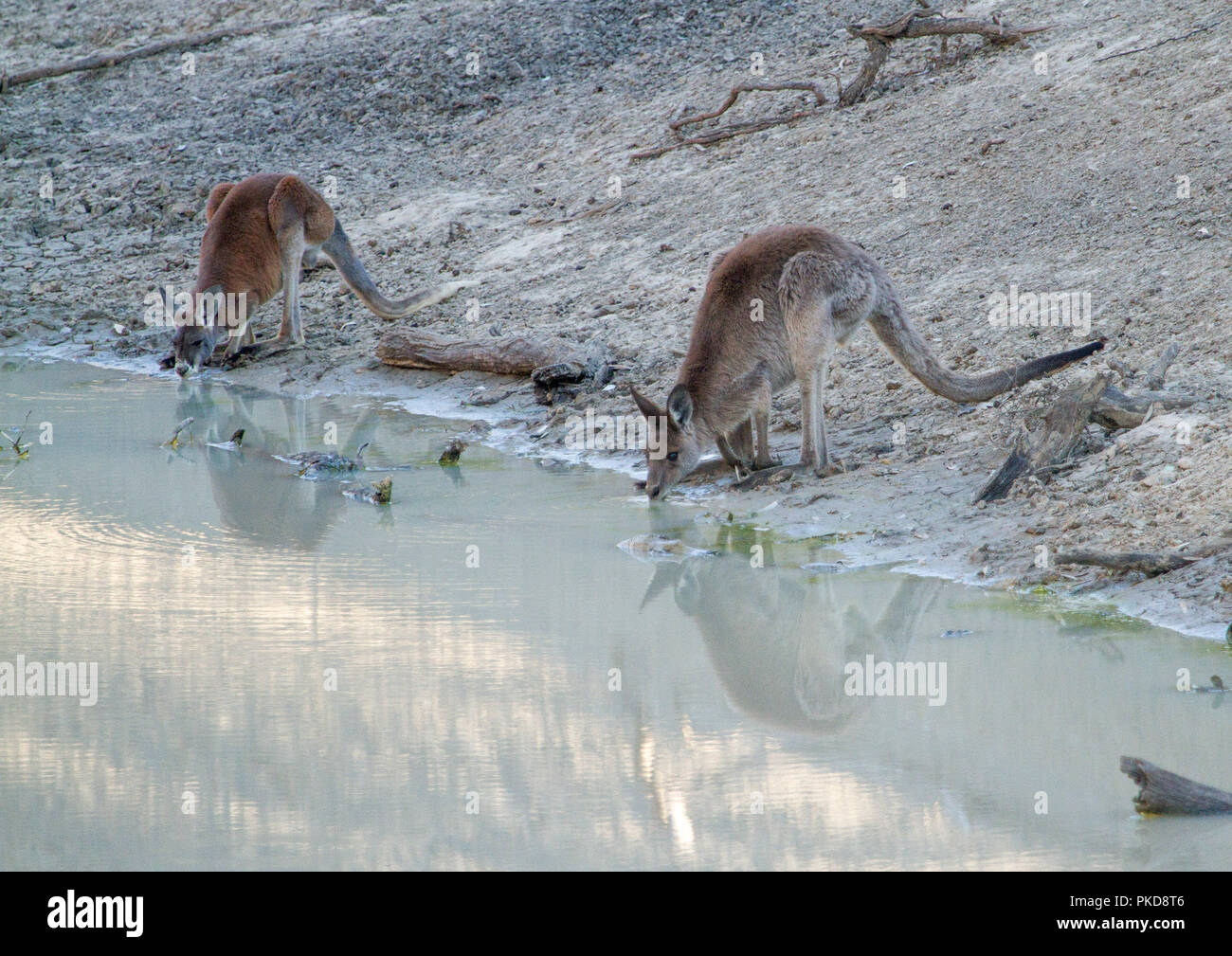 Red & grey kangaroos side by drinking & reflected in calm muddy water of river during drought in outback Australia Stock Photo