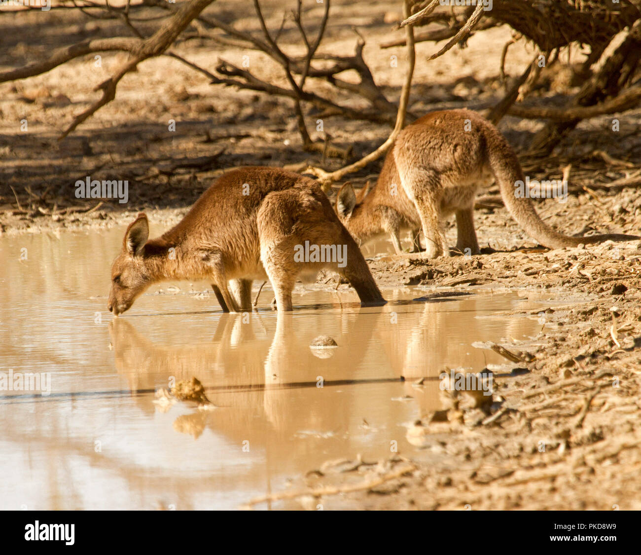 Wild animals drinking water hi-res stock photography and images - Alamy