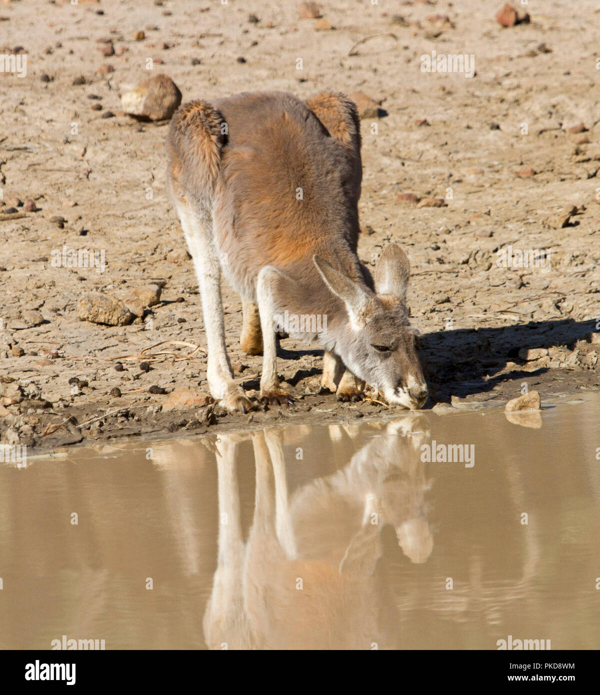 Red kangaroo, Macropus rufus, drinking & reflected in calm water of creek during drought in outback Australia Stock Photo